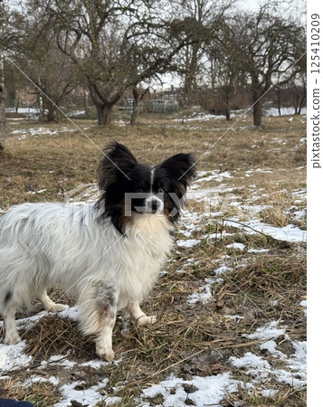Small long-haired dog standing in snowy field in winter 125410209