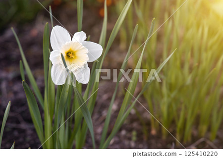 Spring white daffodil flower in a flower bed. Concept of gardening, floriculture, growing homemade flowers Spring white daffodil flower in a flower bed. Concept of gardening, floriculture, growing homemade flowers 125410220
