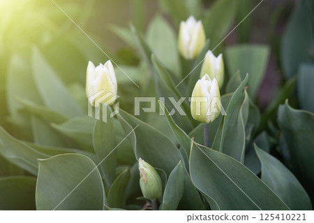 Bright spring flowers of white tulips flowers grow in a flowerbed on a sunny spring day. Concept of gardening, floriculture, growing homemade flowers Bright spring flowers of white tulips flowers grow in a flowerbed on a sunny spring day. Concept of gardening, floriculture, growing homemade flowers 125410221