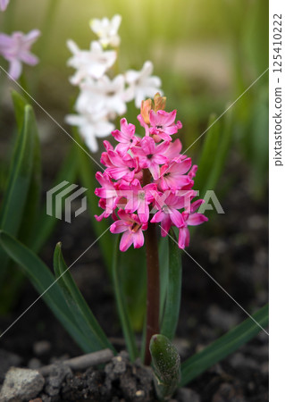 Bright spring flowers of pink purple and white hyacinths flowers grow in a flowerbed on a sunny spring day. Concept of gardening, floriculture, growing homemade flowers Bright spring flowers of pink purple and white hyacinths flowers grow in a flowerbed on a sunny spring day. Concept of gardening, floriculture, growing homemade flowers 125410222