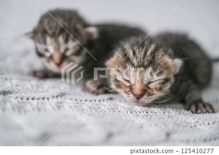 Two cute newborn kittens sleep sweetly cuddled up to each other Two cute newborn kittens sleep sweetly cuddled up to each other 125410277