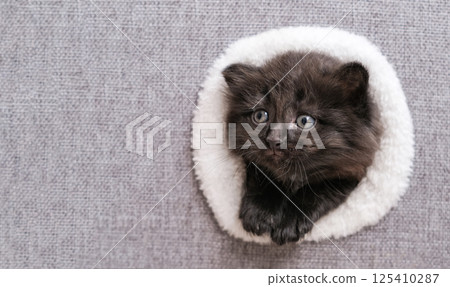 Fluffy black kitten with gray eyes looks out from a round white furry hole on a gray fabric background. Concept: pet, curiosity, cuteness 125410287