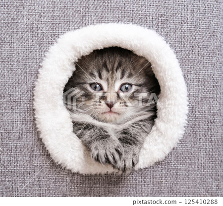 Funny tabby kitten with blue eyes is nestled in a round, soft white opening on a textured gray surface, paws visible. Concept: pet, comfort, cozy 125410288