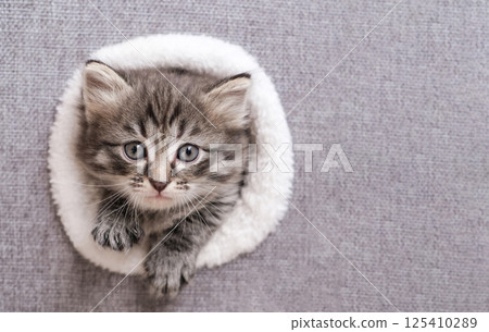 Fluffy tabby kitten looks out from a round white furry opening on gray textured background, paws visible. Concept: pet, curiosity, adorable 125410289