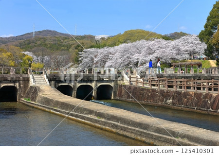 【岡山縣】坂津公園（高梁川東西取水設施）春季櫻花盛開 125410301