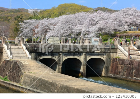 【岡山縣】坂津公園（高梁川東西取水設施）春季櫻花盛開 125410303