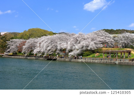 [Okayama Prefecture] Cherry blossoms blooming in spring at Sakatsu Park (Takahashi River East-West Water Intake and Distribution Facility) 125410305