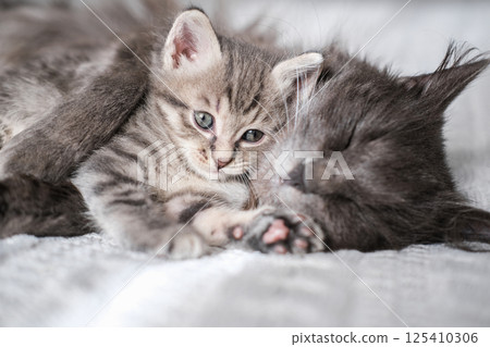 Tabby kitten with blue eyes snuggles with sleeping gray mom cat on soft white blanket. Concept of family, bonding, tenderness Tabby kitten with blue eyes snuggles with sleeping gray mom cat on soft white blanket. Concept of family, bonding, tenderness 125410306
