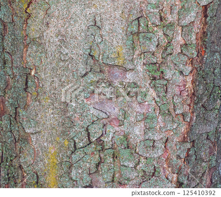 Close-up of chestnut bark. The texture of the trunk of Aesculus hippocastanum L. Background from living wood. skin of the forest nature. Close-up of chestnut bark. The texture of the trunk of Aesculus hippocastanum L. Background from living wood. skin of the forest nature. 125410392