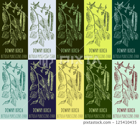Set of vector drawing DOWNY BIRCH in various colors. Hand drawn illustration. The Latin name is BETULA PUBESCENS EHRH. Set of vector drawing DOWNY BIRCH in various colors. Hand drawn illustration. The Latin name is BETULA PUBESCENS EHRH. 125410435