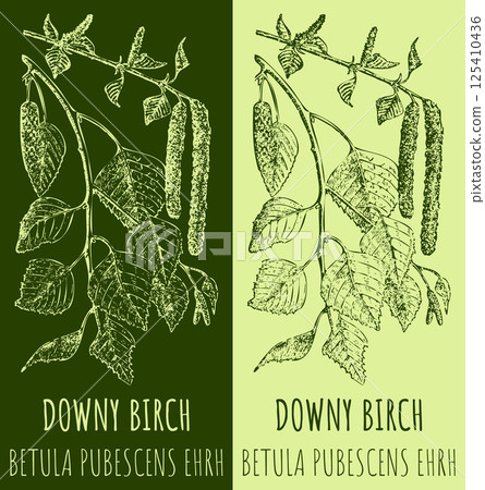 Vector drawing DOWNY BIRCH . Hand drawn illustration. The Latin name is BETULA PUBESCENS EHRH. 125410436