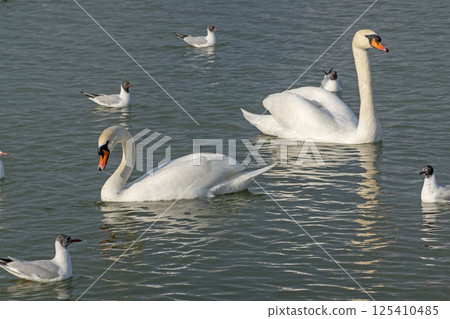 White swan in the lake with blue dark background White swan in the lake with blue dark background 125410485