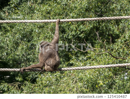 A chimpanzee monkey with long arms walks through vines in trees 125410487