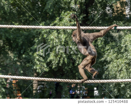 A chimpanzee monkey with long arms walks through vines in trees A chimpanzee monkey with long arms walks through vines in trees 125410488