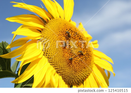 Field of blossoming sunflowers against the blue sky 125410515