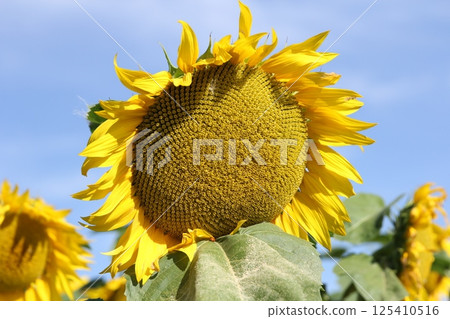 Field of blossoming sunflowers against the blue sky 125410516