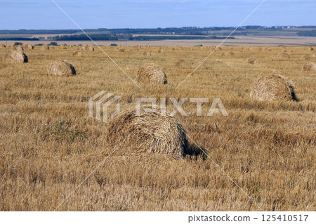 Yellow grain ready for harvest growing in a farm field 125410517