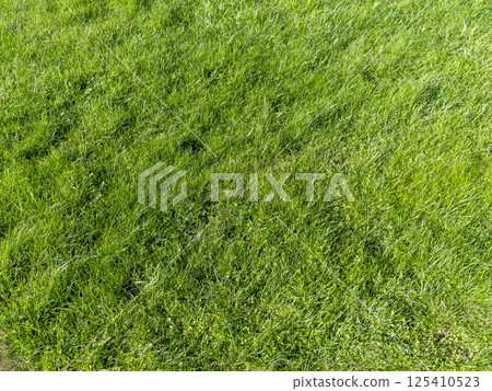 Fields of wheat at the end of summer fully ripe 125410523