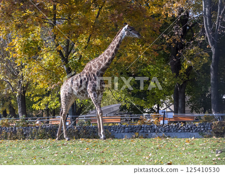Beautiful giraffe stands tall on blue sky background Beautiful giraffe stands tall on blue sky background 125410530