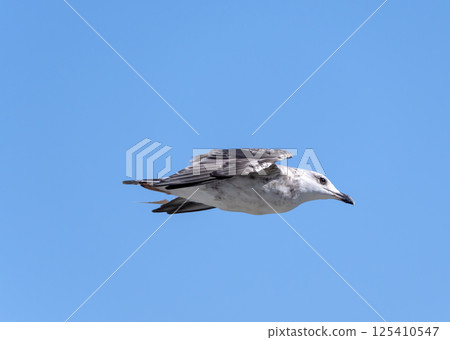 Seagull flying with blue sky background. sky and bird bottom up view landscape 125410547