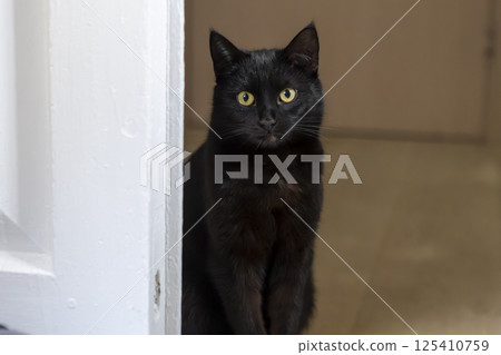 black cat sitting near white door in house 125410759