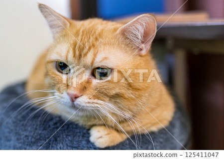Munchkin cat's gentle eyes staring intently at you, posing pose 125411047