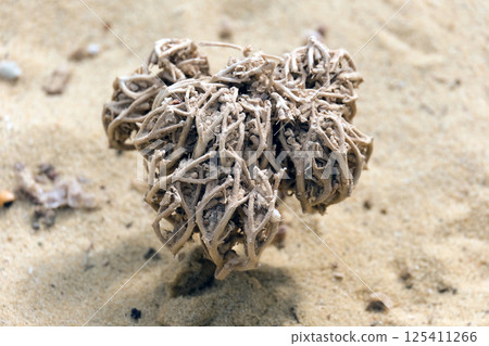 Tumbleweed (lat.- Anastatica hierochuntica) capable of hygroscopic expansion and retraction Tumbleweed (lat.- Anastatica hierochuntica) capable of hygroscopic expansion and retraction 125411266