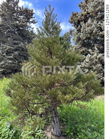 Young Giant sequoia (lat.- Sequoiadendron giganteum) Young Giant sequoia (lat.- Sequoiadendron giganteum) 125411269