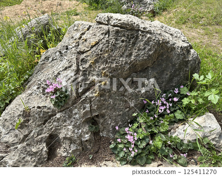 Persian cyclamen (lat.- Cyclamen persicum) blooms and grows in a crack in the stone Persian cyclamen (lat.- Cyclamen persicum) blooms and grows in a crack in the stone 125411270