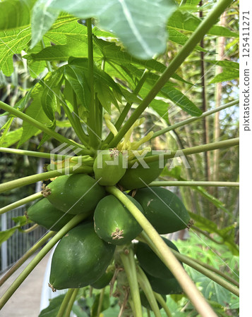 Fruits and flowers of papaya, papaw, or pawpaw (lat.- Carica papaya) 125411271