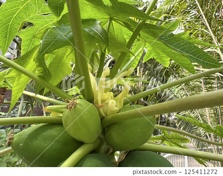 Fruits and flowers of papaya, papaw, or pawpaw (lat.- Carica papaya) 125411272