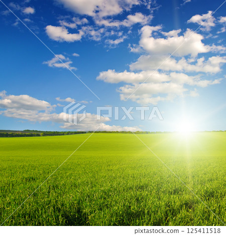 Green field of wheat and bright sunrise. 125411518