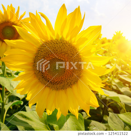 Sunflower fields landscapes on a bright sunny day. 125411522
