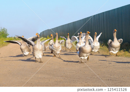 A flock of geese is walking along the road 125411526