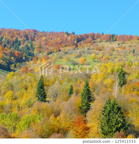 Colorful autumn landscape in the forest and bright sky. 125411533