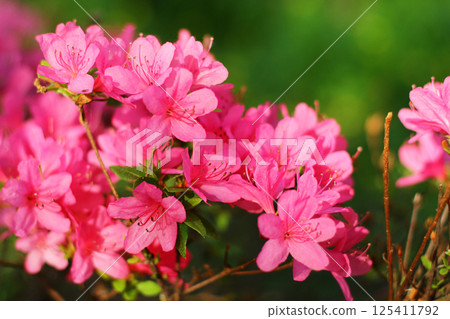 Rhododendron blossom in a park or botanical garden. Shrubs blooming with purple flowers, close-up. Natural background 125411792
