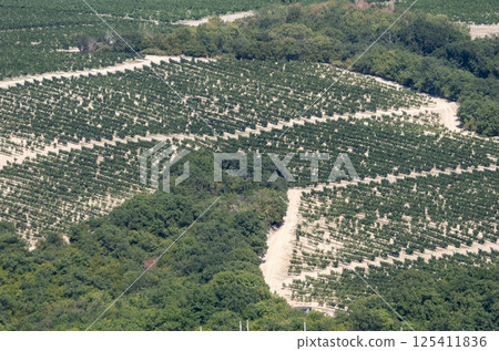 Rows of vineyards in early spring in Kuban 125411836