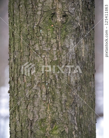 Birch tree bark structure natural background background Birch tree bark structure natural background background 125411863