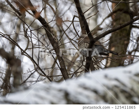Forest bird thrush on the branch of an Apple tree Forest bird thrush on the branch of an Apple tree 125411865