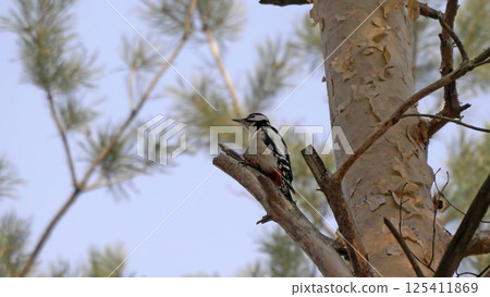 Great spotted woodpecker on a looking for food on a tree Great spotted woodpecker on a looking for food on a tree 125411869