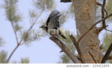 Great spotted woodpecker on a looking for food on a tree Great spotted woodpecker on a looking for food on a tree 125411870