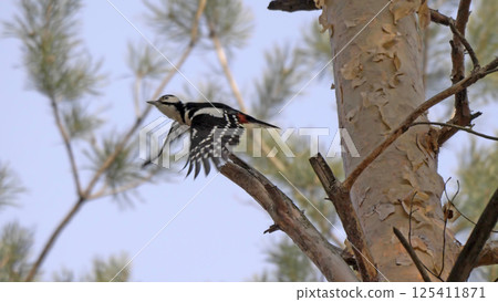 Great spotted woodpecker on a looking for food on a tree Great spotted woodpecker on a looking for food on a tree 125411871