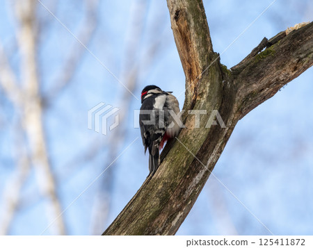 Great spotted woodpecker on a looking for food on a tree Great spotted woodpecker on a looking for food on a tree 125411872