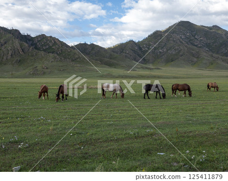Horses with foals grazing in a pasture in the Altai Mountains Horses with foals grazing in a pasture in the Altai Mountains 125411879