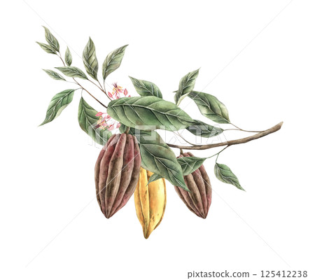 Cacao tree branch with green leaves and three yellow and brown cacao fruits, pink flowers. Watercolor botanical illustration for food packaging, book illustrations, confectionery branding. 125412238