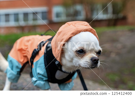 Small white chihuahua dog wearing waterproof clothes walking outdoor Small white chihuahua dog wearing waterproof clothes walking outdoor 125412400