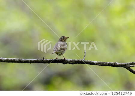 Binzui that sticks to branches Binzui that sticks to branches 125412749