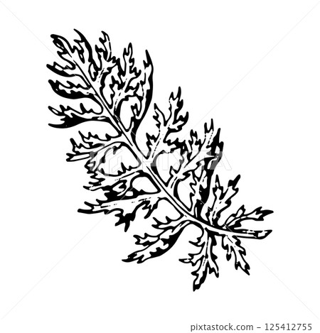 Vector illustration of a yarrow leaf in black and white. Hand-drawn botanical element with sharp, dissected form. Suitable for herbal themes, natural cosmetics, and eco-friendly packaging. Vector illustration of a yarrow leaf in black and white. Hand-drawn botanical element with sharp, dissected form. Suitable for herbal themes, natural cosmetics, and eco-friendly packaging. 125412755