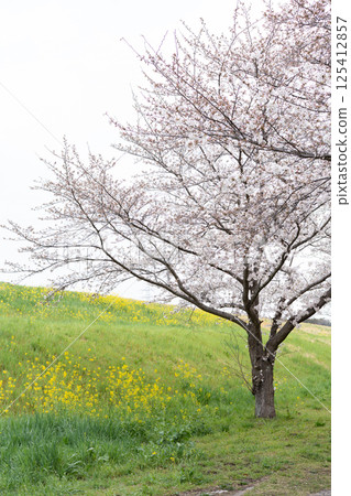 Rape blossoms and cherry blossoms on the bank (Niodori Park, Nagareyama City, Chiba Prefecture/April 2025) 125412857