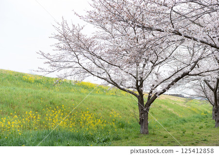 河岸的油菜花和櫻花(千葉縣流山市仁通公園/2025年4月) 河岸的油菜花和櫻花(千葉縣流山市仁通公園/2025年4月) 125412858